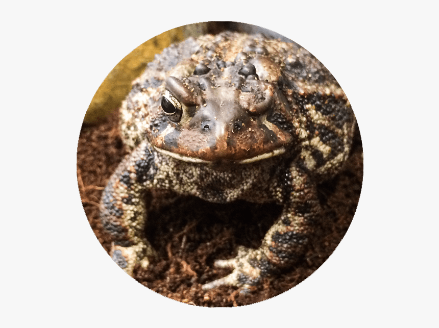 Eastern Spadefoot - Oak Toad, HD Png Download, Free Download