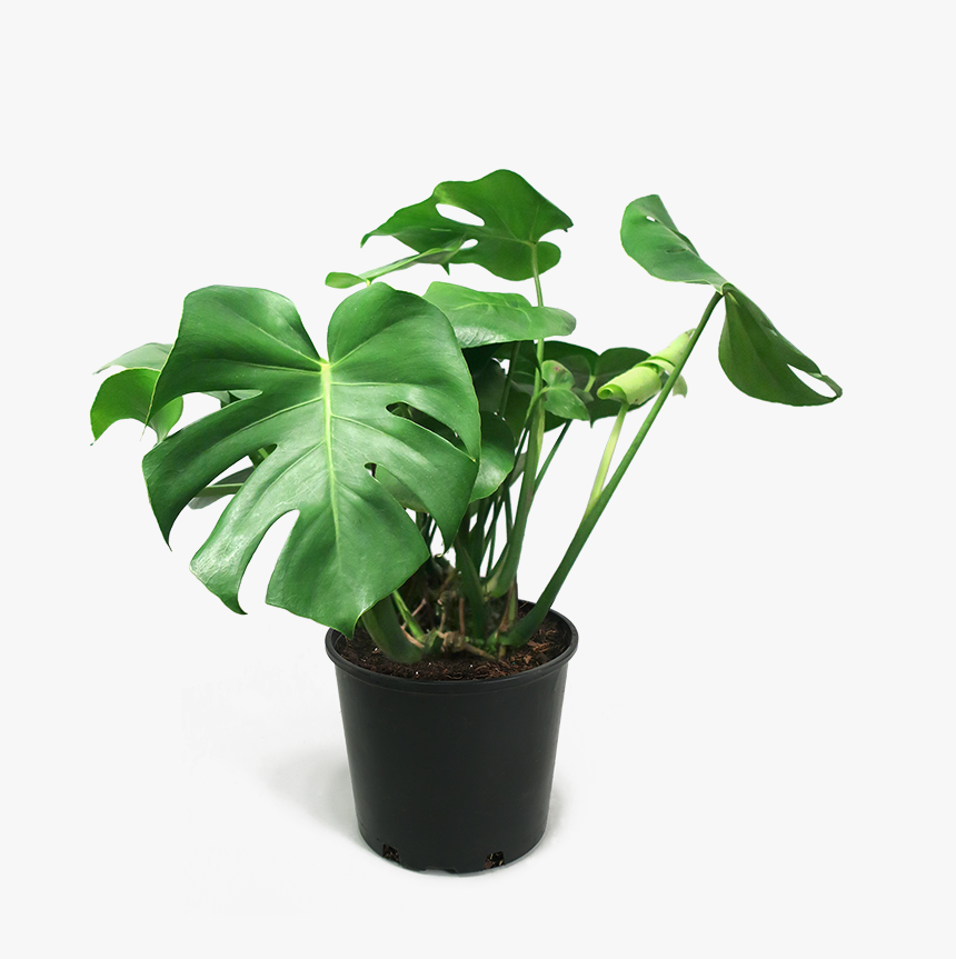 Monstera Deliciosa Medium - Transparent Monstera Plant Png, Png Download, Free Download