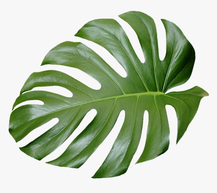 Tropical Leaf Transparent Background, HD Png Download, Free Download