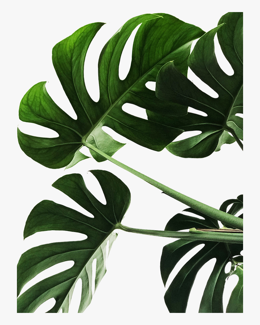 Website Plant Angie Sanchez - Monstera Deliciosa, HD Png Download, Free Download