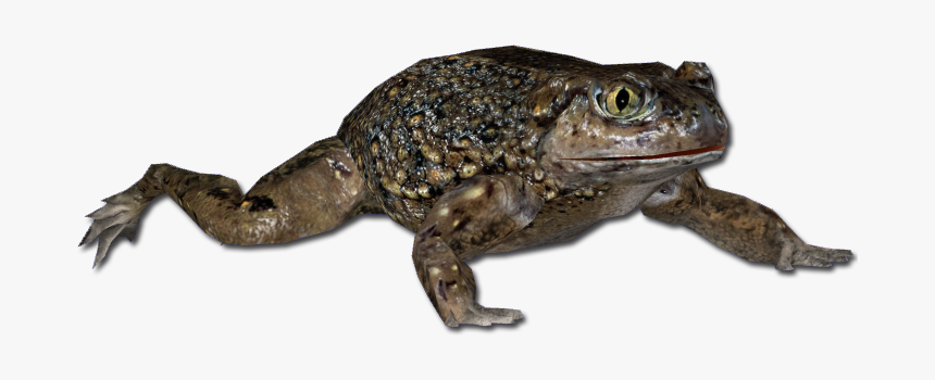 Western Spadefoot Toad, HD Png Download, Free Download