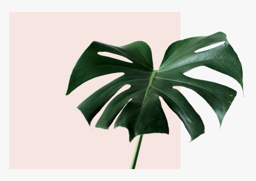 Transparent Monstera Png - Monstera Png, Png Download, Free Download