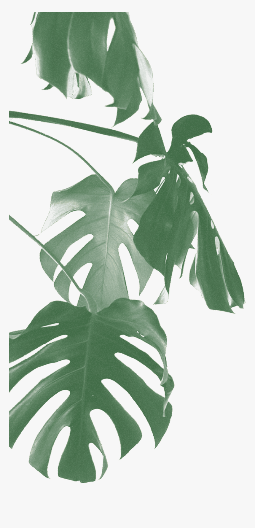 Houseplant, HD Png Download, Free Download