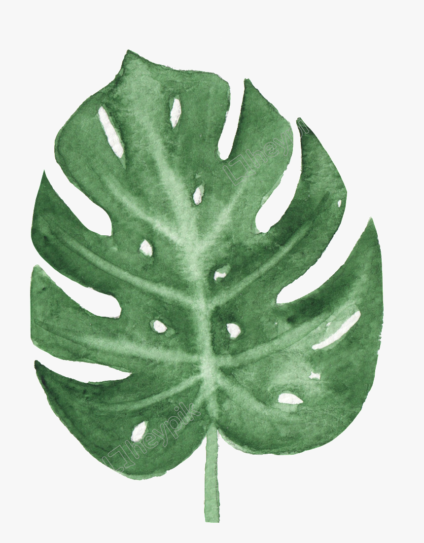 Deliciosa,tree,flower - Watercolor Transparent Leaves Png, Png Download, Free Download