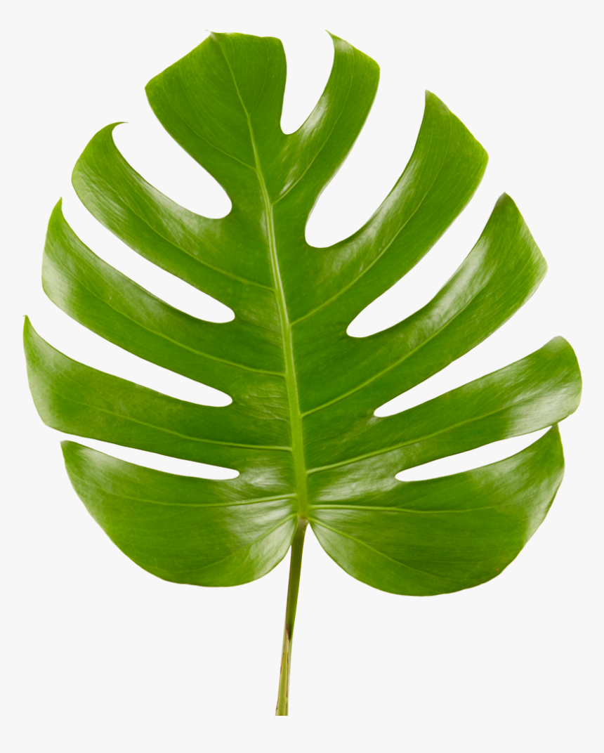 Monstera Leaf Transparent - Transparent Monstera Leaf Png, Png Download, Free Download