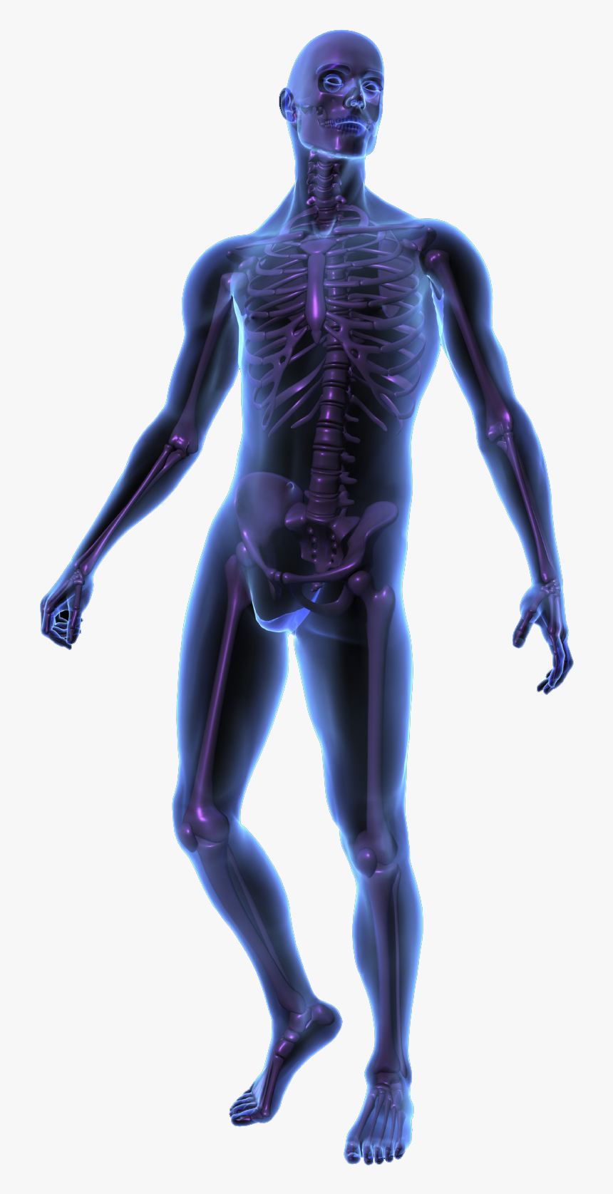 Human Body Silhouette Png - X Ray Human Body, Transparent Png, Free Download