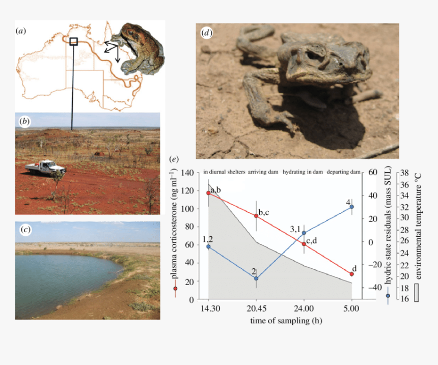 Transparent Toad Animal Png - Woodhouse's Toad, Png Download, Free Download