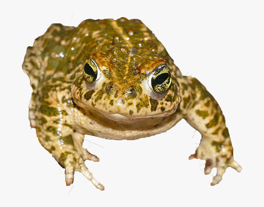 Natterjack Toad Transparent Background, HD Png Download, Free Download