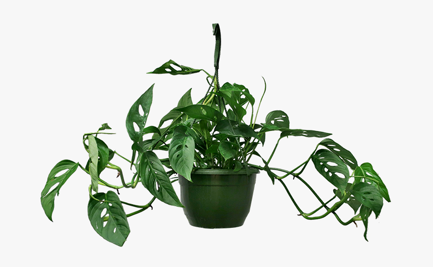 Monstera Hanging Plant Care, HD Png Download, Free Download
