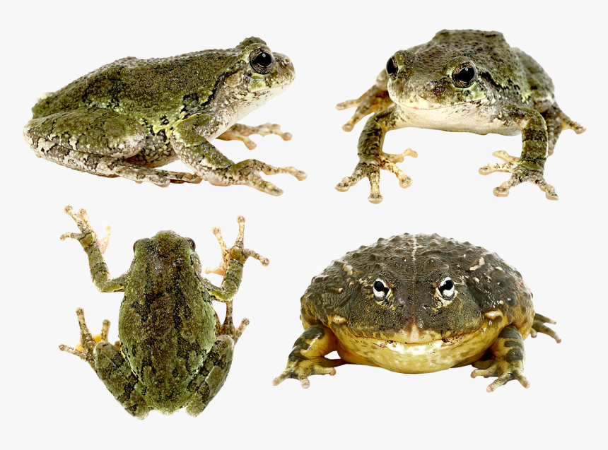 Frog Png, Transparent Png, Free Download