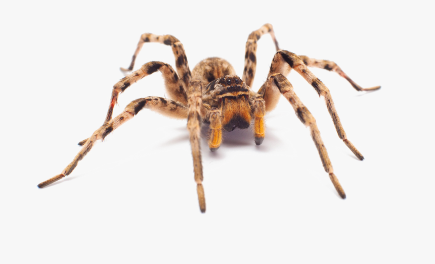 Spider Png Transparent - Transparent Background Camel Spider Png, Png Download, Free Download