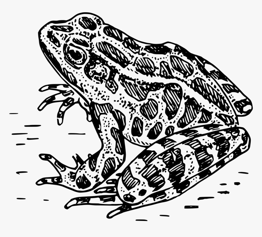 Frog Black And White, HD Png Download, Free Download