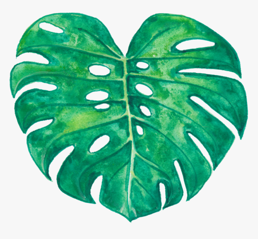 Monstera Deliciosa , Png Download - Monstera No Background, Transparent Png, Free Download
