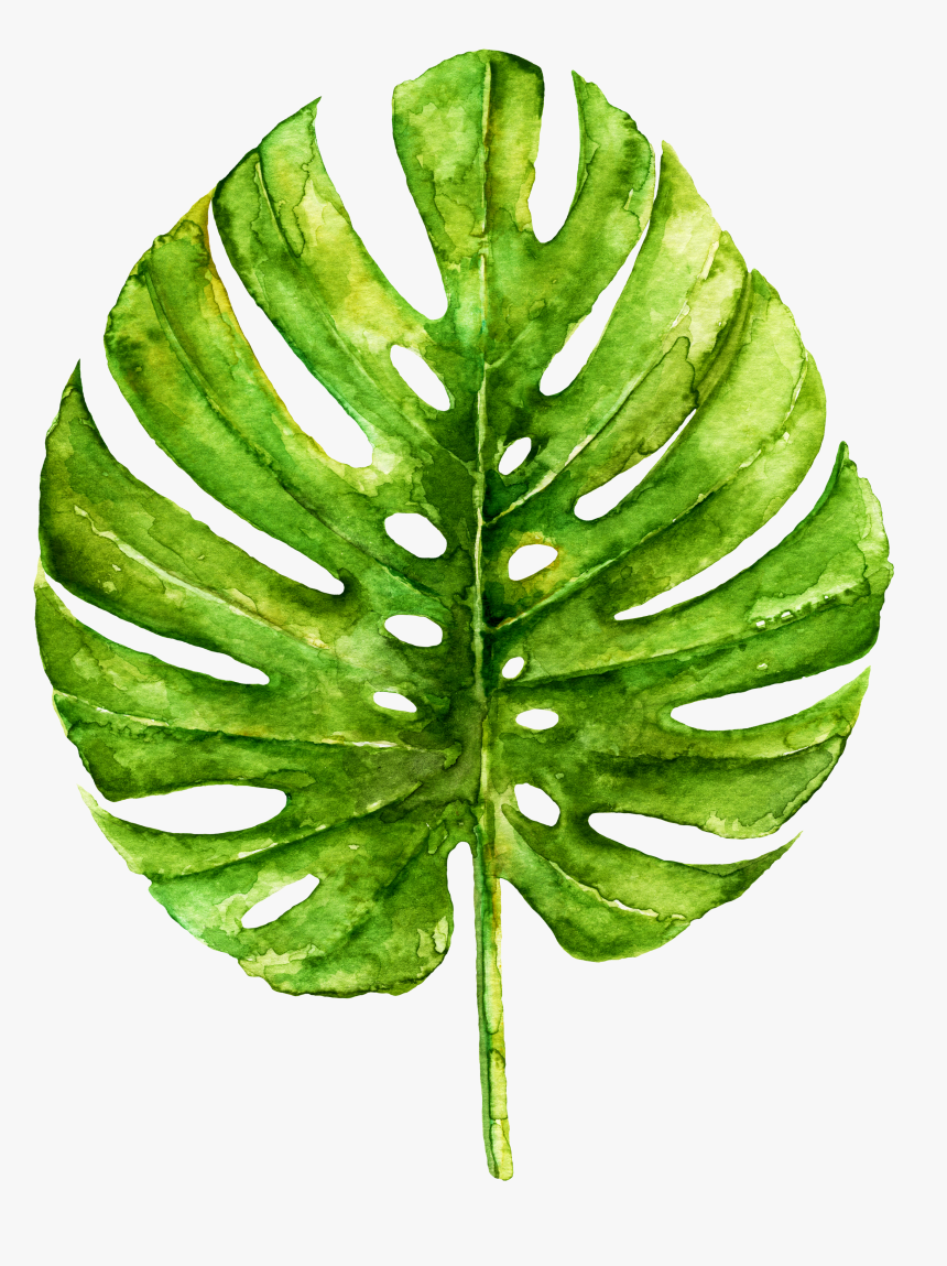 Monstera Drawing Botanical Illustration - Clip Art Watercolor Monstera Png, Transparent Png, Free Download