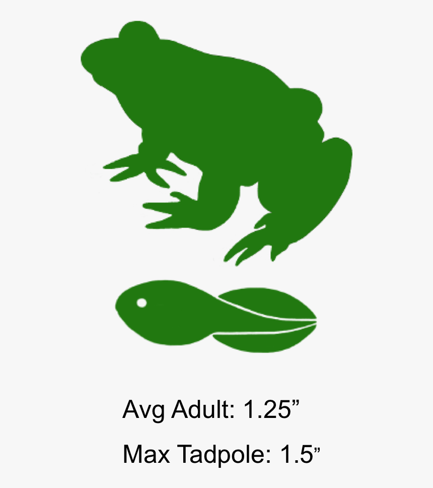 Pine Barrens Tree Frog Tadpole, HD Png Download, Free Download