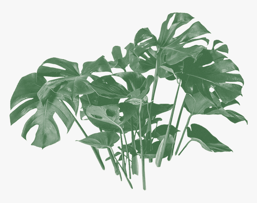 Monstera Plant Transparent Png, Png Download, Free Download