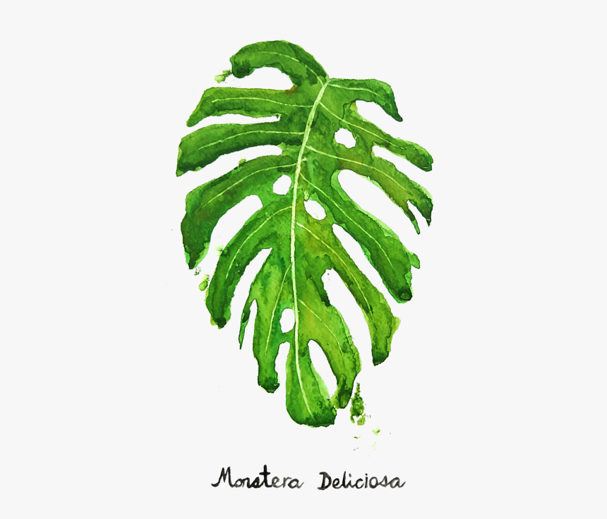 Monstera Deliciosa Painting, HD Png Download, Free Download