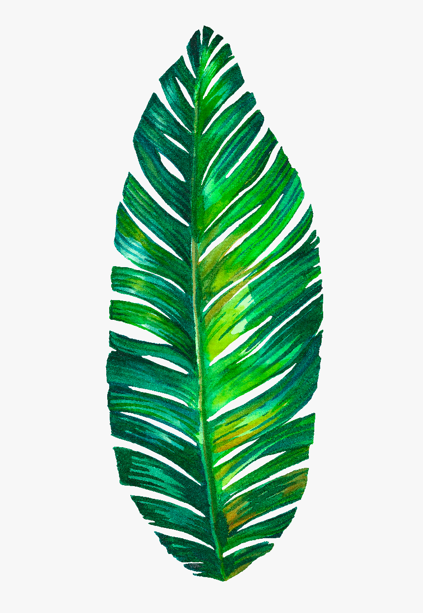 Monstera Png Download - Palm Leaf Sticker Watercolor, Transparent Png, Free Download