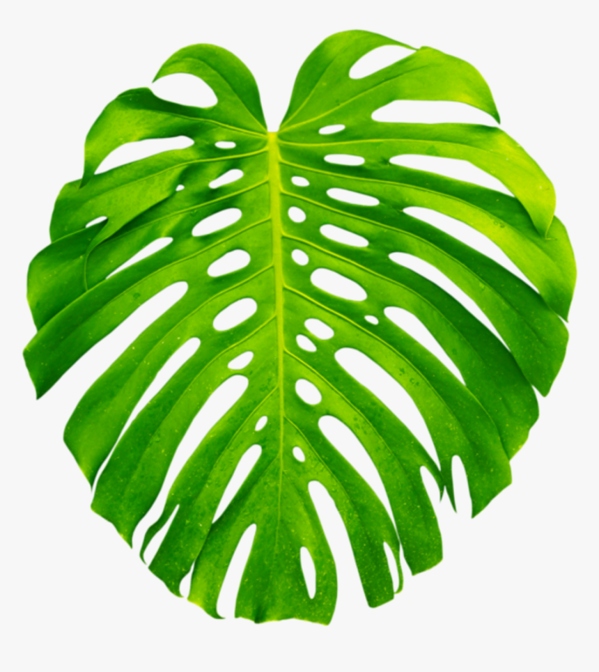 Palm Palms Leaf Leaves Green Tropics Summer Vacation - Transparent Monstera Leaf Png, Png Download, Free Download