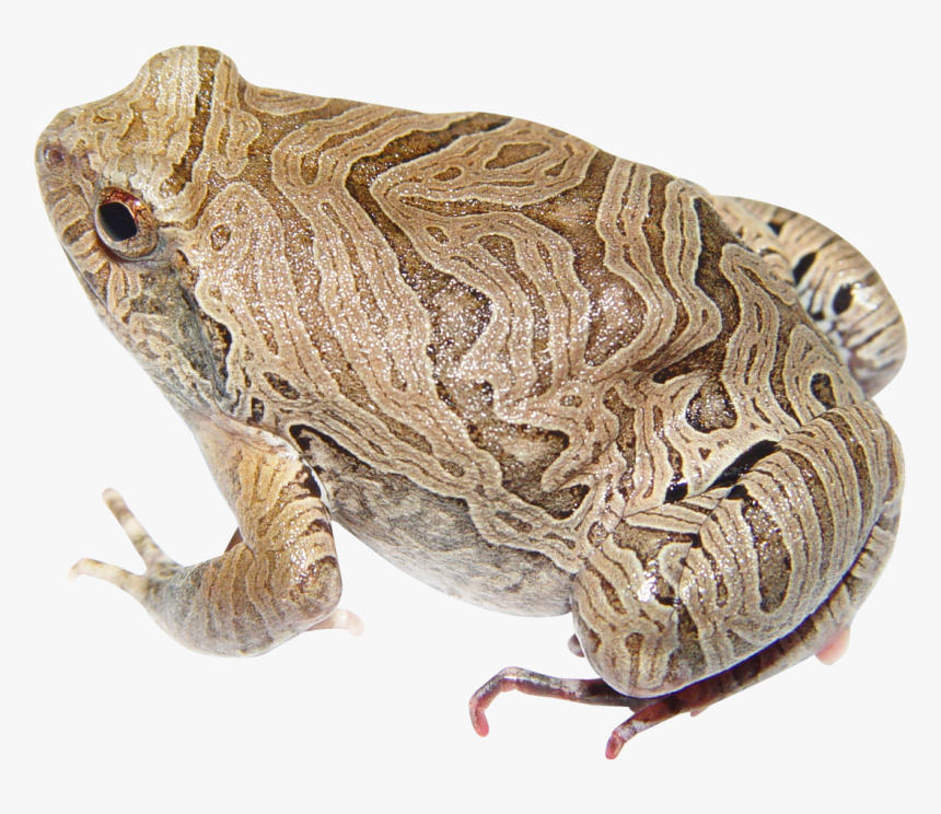Frog Png - Bufo, Transparent Png, Free Download