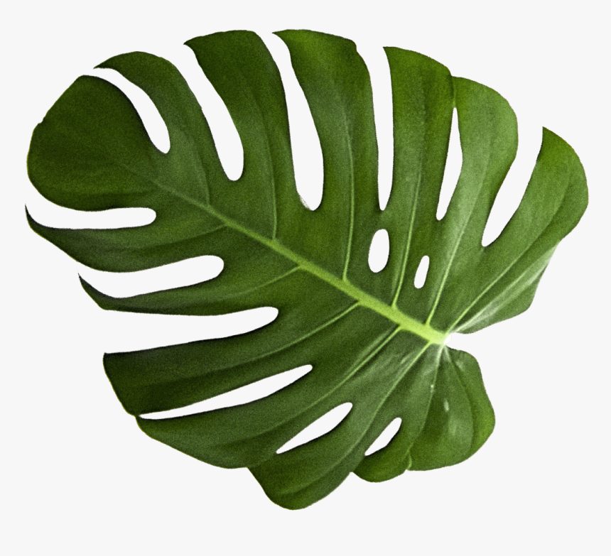 Transparent Monstera Png - Gambel Oak, Png Download, Free Download