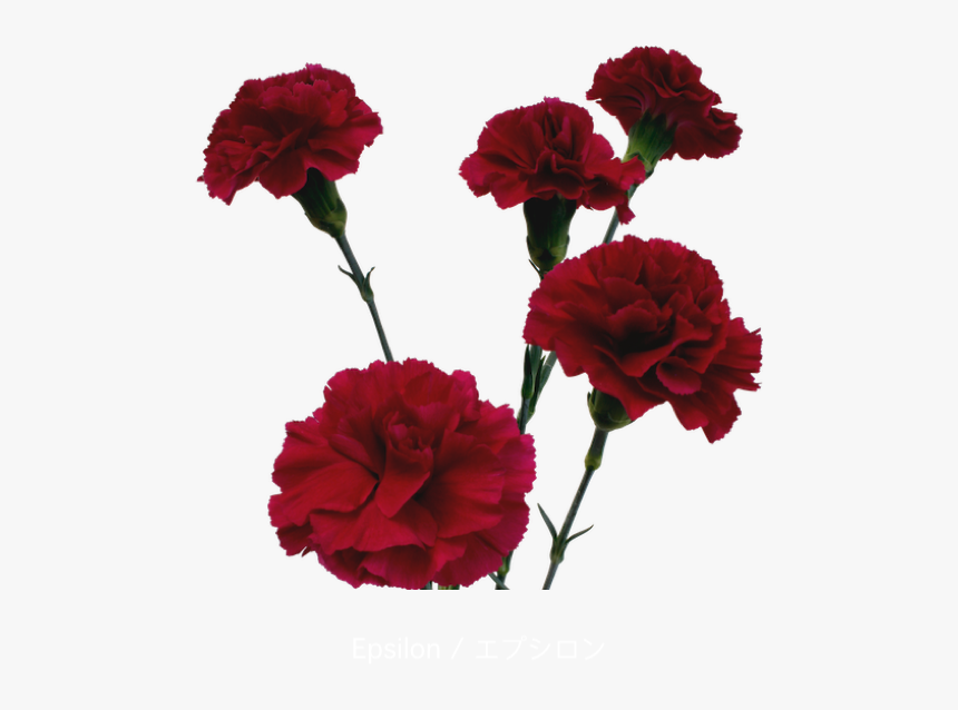 Colibri Flowers Minicarnation Epsilon, Grower Of Carnations, - Transparent Background Red Carnation Png, Png Download, Free Download