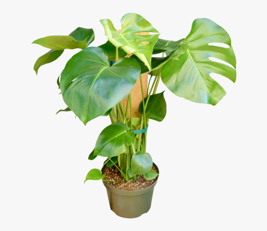 Philodendron "monstera - Flowerpot, HD Png Download, Free Download