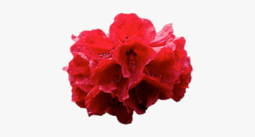 Flowering Flowers,carnation,pink Plant - Rhododendron Png, Transparent Png, Free Download
