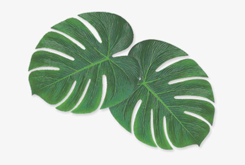 Houseplant, HD Png Download, Free Download