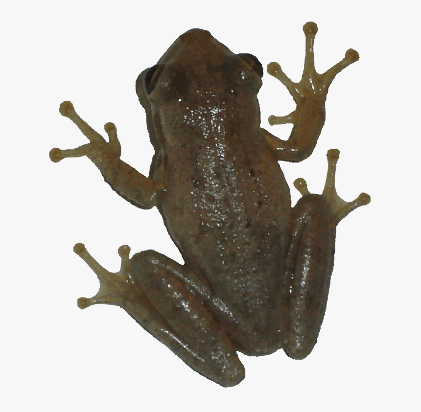 Download Frog Png Transparent Images Transparent Backgrounds - Frog Picture Transparent Background, Png Download, Free Download