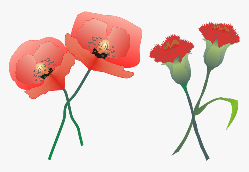 Carnation, Poppy, Flower, Nature, Plants, Red - Poppy Carnation, HD Png Download, Free Download