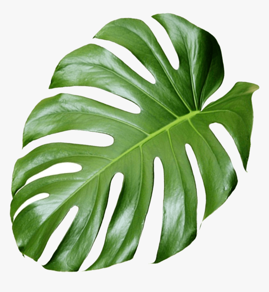 Transparent Pot Holder Clipart - Transparent Monstera Png, Png Download, Free Download