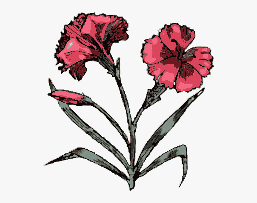 Carnation Svg Clip Arts - Angiosperms Clipart, HD Png Download, Free Download