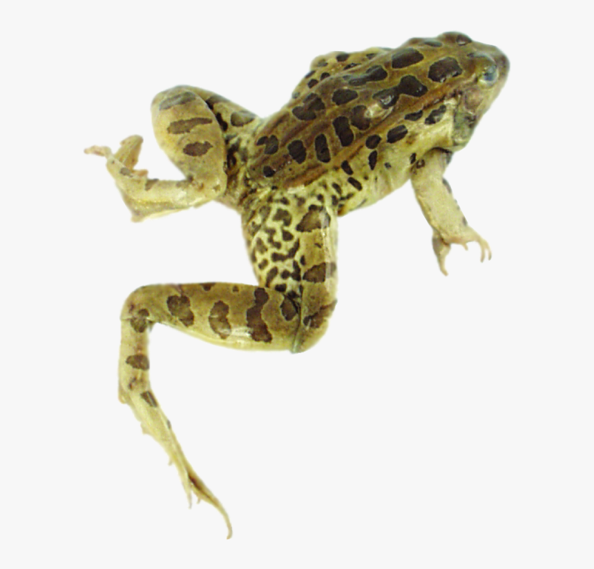 Frog, HD Png Download, Free Download