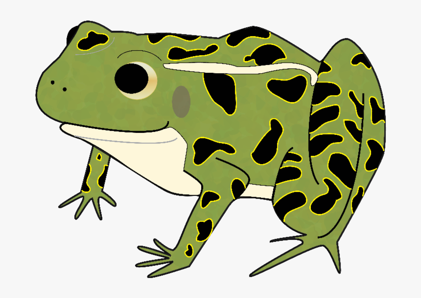 American Bullfrog Clip Art Toad Leopard Frogs - Frog, HD Png Download, Free Download