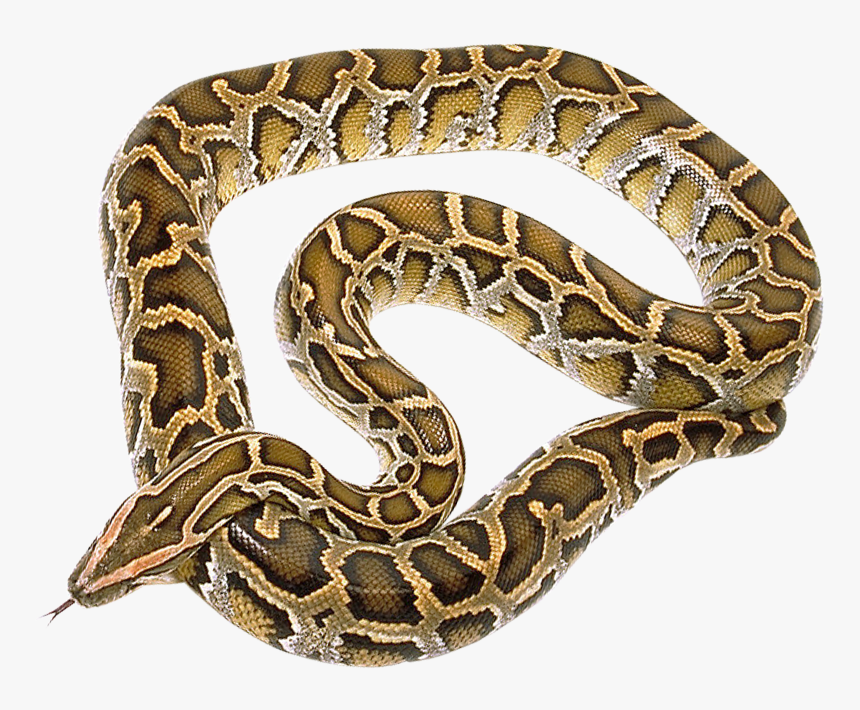 Python Png Background - King Cobra Python Snakes, Transparent Png, Free Download