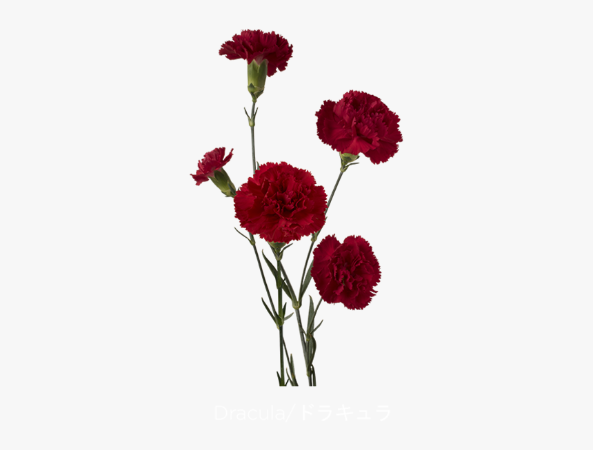 Dracula Carnation, HD Png Download, Free Download