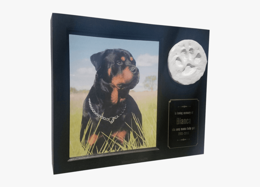 Rottweiler With Chain Collar, HD Png Download, Free Download