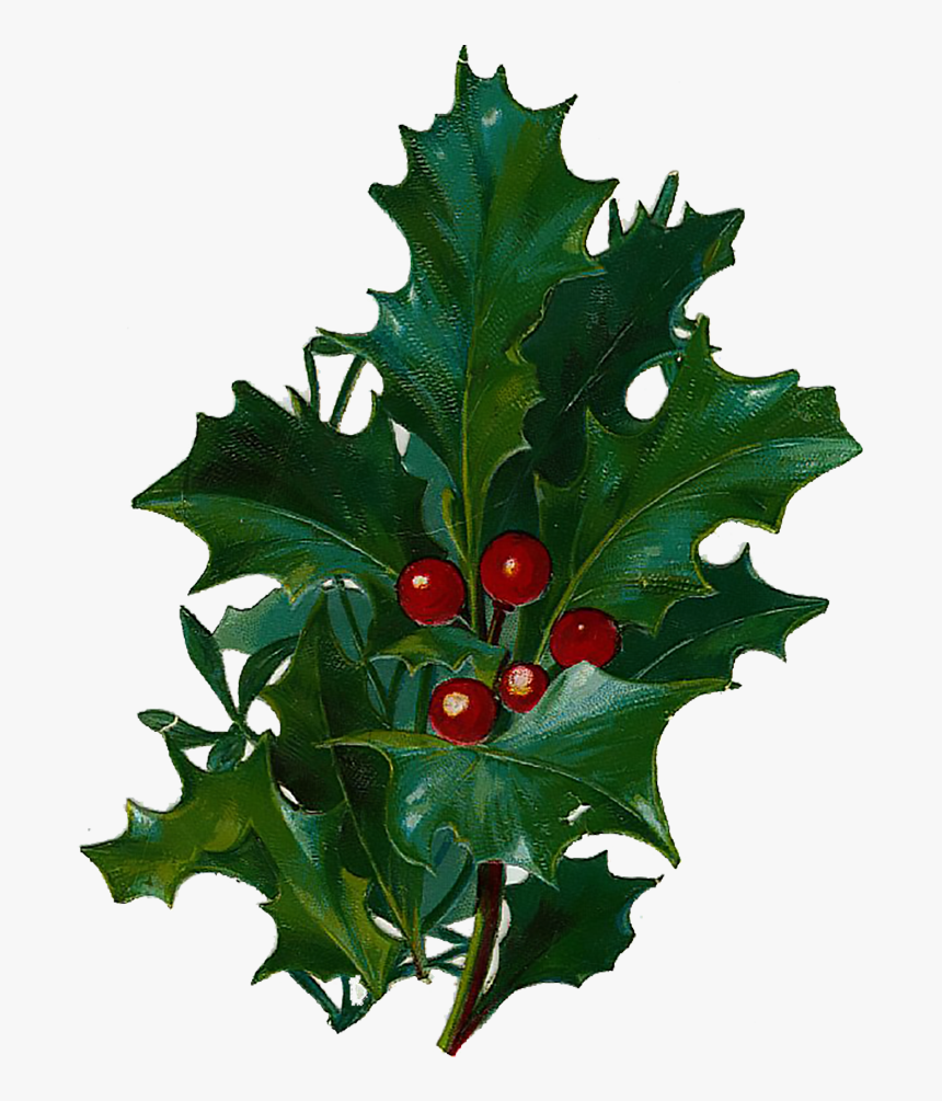 Transparent Holly Clip Art - Christmas Day, HD Png Download, Free Download