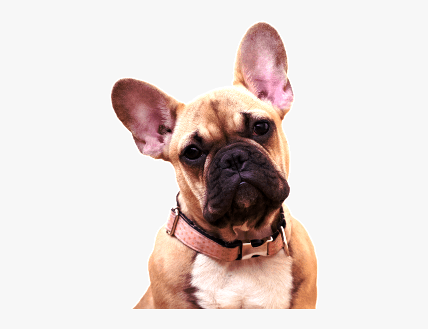 French Bulldog Transparent Background, HD Png Download, Free Download