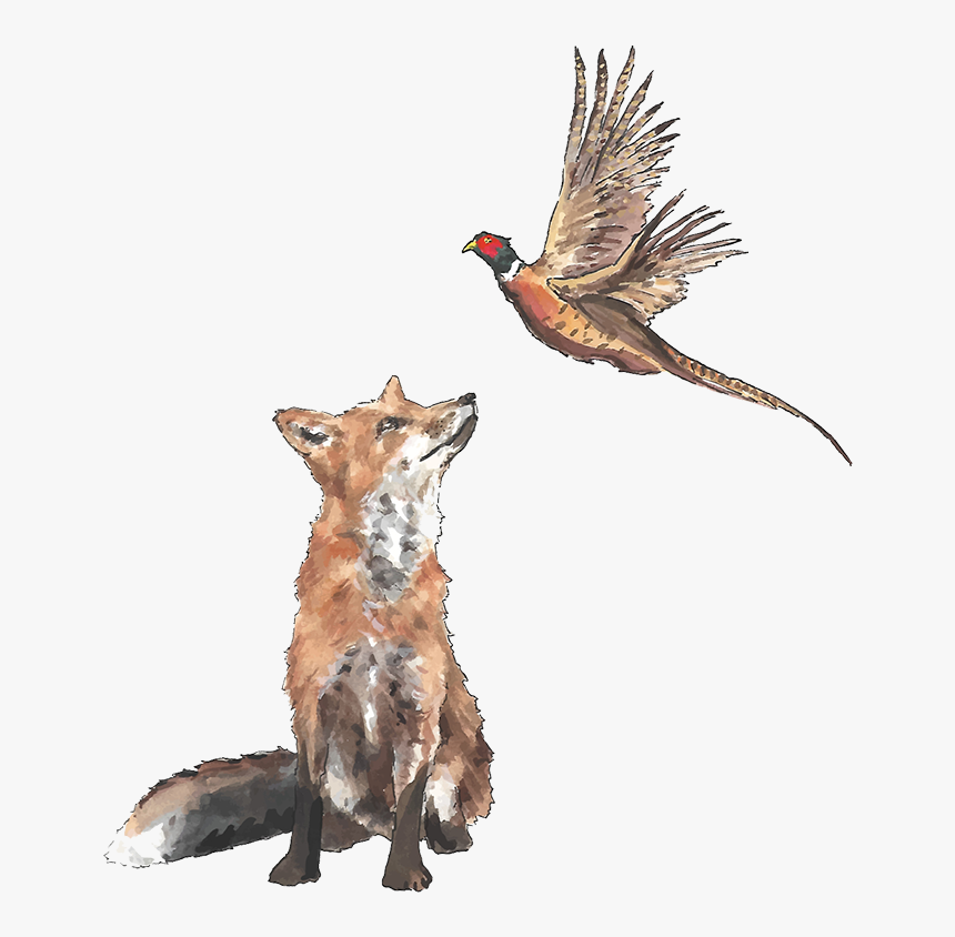 Pheaseant And Fox - Pheasant And Fox Drawing, HD Png Download, Free Download