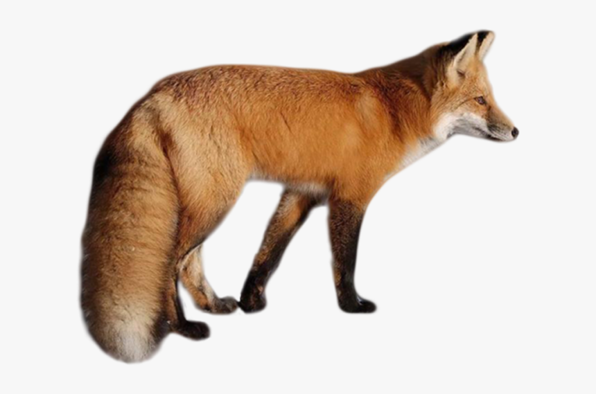 Fox Png, Transparent Png, Free Download