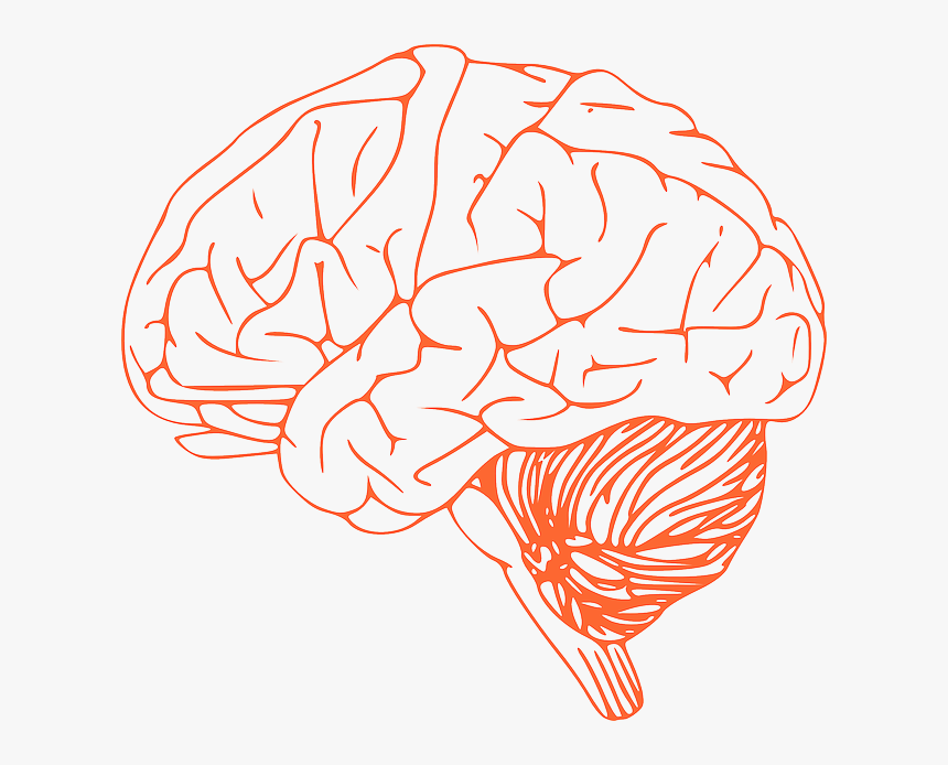 Brain Stem Diagram - Brain Clip Art, HD Png Download, Free Download