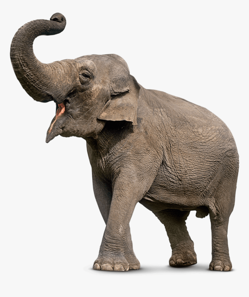 Elephants, Mob Top - Elephant Png, Transparent Png, Free Download