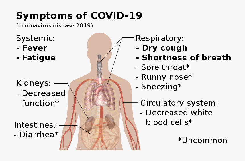 Symptoms Of Coronavirus Disease - Swine Flu Symptoms, HD Png Download, Free Download