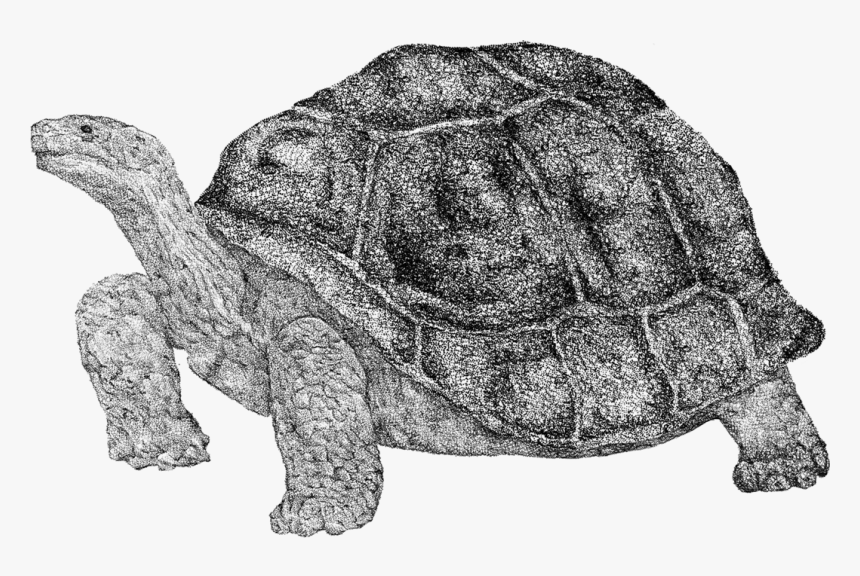 Fosilización Tortuga Gigante-9 - Galápagos Tortoise, HD Png Download, Free Download