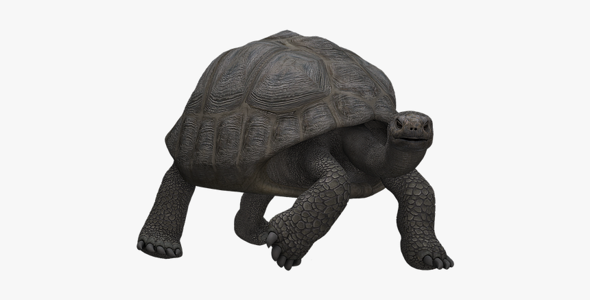 Tortoise Is A Mammal, HD Png Download, Free Download