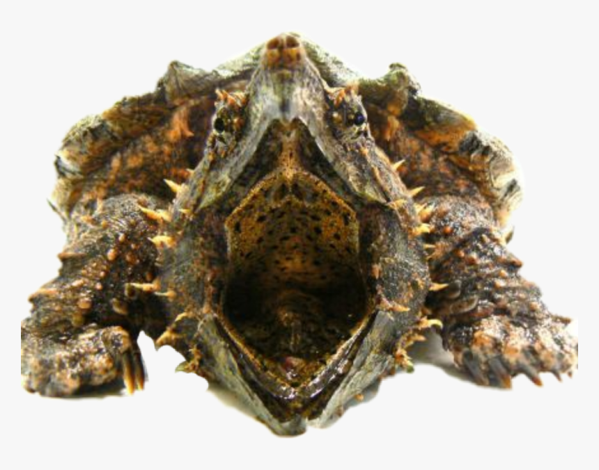 #turtle #snappingturtle - Dead Alligator Snapping Turtle Hiden Head, HD Png Download, Free Download