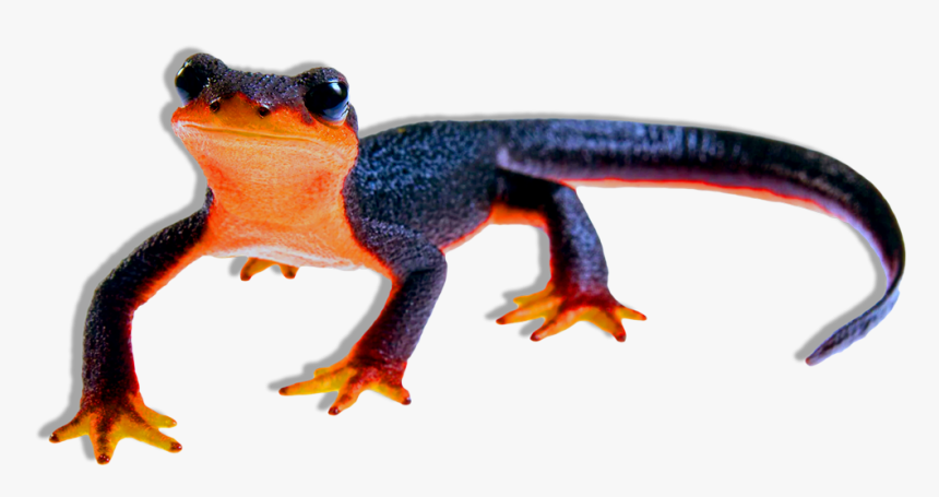 Frog, HD Png Download, Free Download