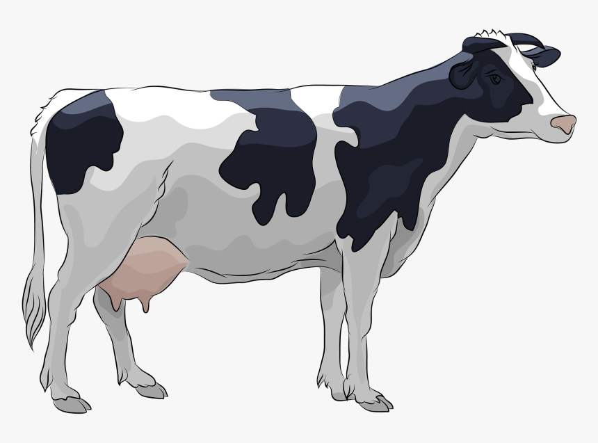 Holstein Cow Clipart - Transparent Cow Clipart, HD Png Download, Free Download